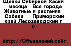 Щенки Сибиркой Хаски 2 месяца - Все города Животные и растения » Собаки   . Приморский край,Лесозаводский г. о. 